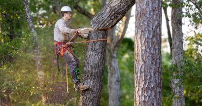 arborist insurance in Vancouver