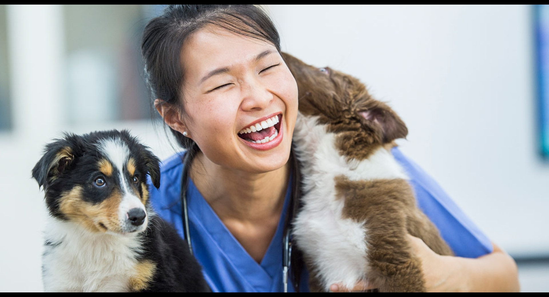 Insurance for British Columbia Veterinarians